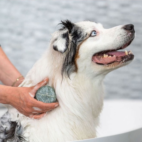 verkiezen Defilé Opknappen Zero waste & vegan shampoo bar voor honden - Happy Soaps - Kudzu eco webshop
