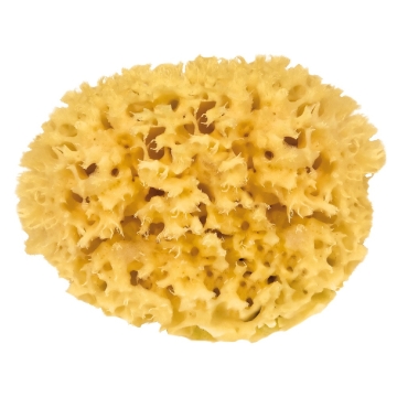 Croll and Denecke Éponge naturelle Small 10 cm Éponge marine naturelle pour le corps ou la maison