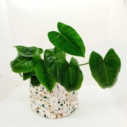 Baski Plantenmand Medium - Rocky Sahara Green Plantenmand van bio-katoen met waterdichte coating van natuurrubber