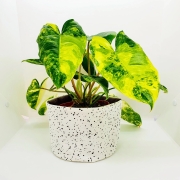 Baski Plantenmand Large - Speckle Botanic Black  Plantenmand van bio-katoen met waterdichte coating van natuurrubber