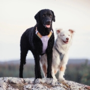 Woolly Wolf Alpha 360 Harness Hondentuig Lavendel Duurzaam hondentuig van gerecycled polyester met twee aanlijnpunten en reflectoren