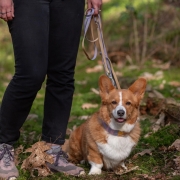 Woolly Wolf Multi-use Leash Thin Multifunctionele Hondenlijn Lavender Lichtgewicht verstelbare hondenlijn van gerecycled polyester voor kleine honden